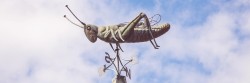 The Grasshopper